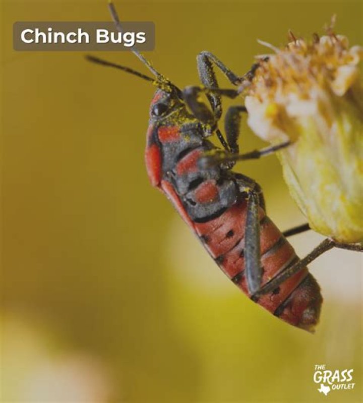 Southern Chinch Bugs, Vol. 7, No. 17