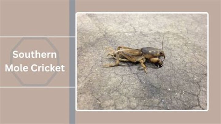 Southern Mole Cricket | Vol 3, No. 16