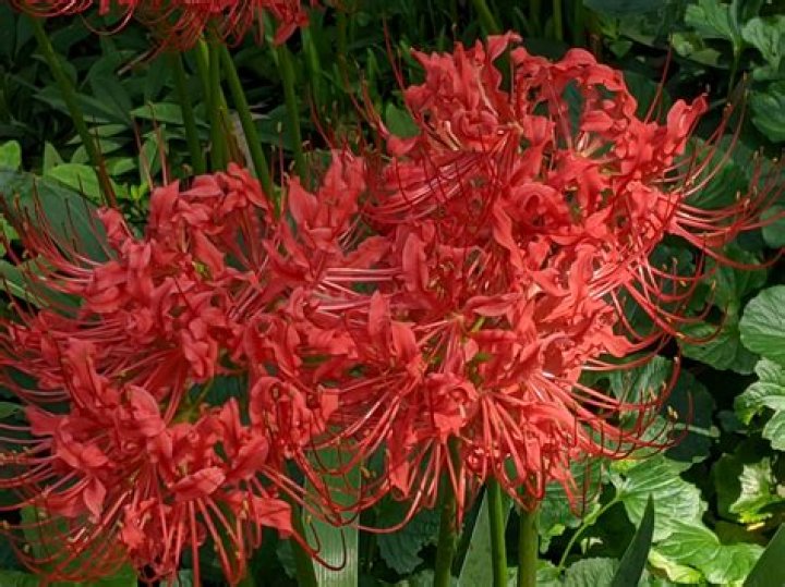 Spider lilies are easy for home landscapes