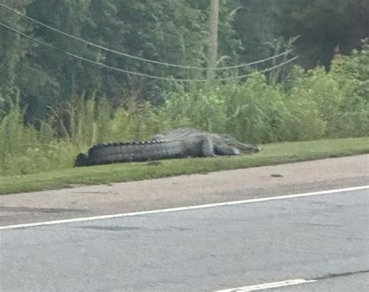 Stop taking alligator selfies with ‘Flat Creek Floyd,’ police say