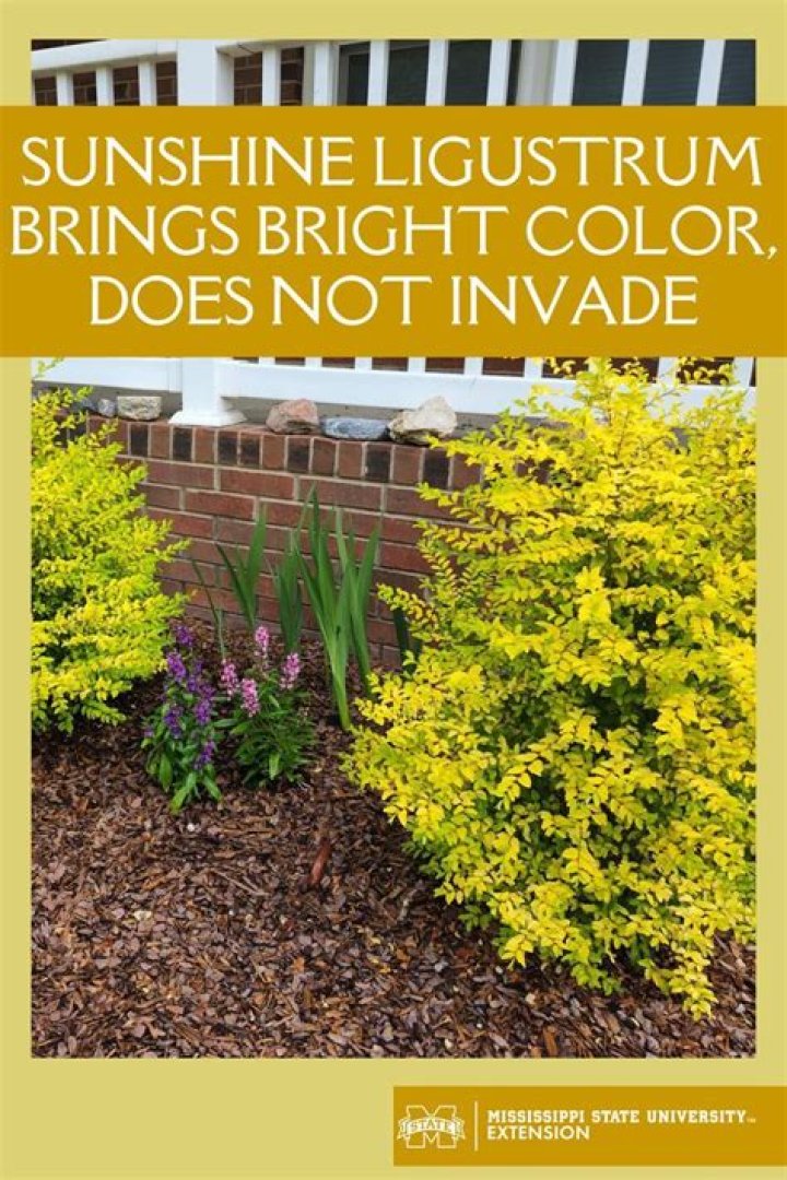 Sunshine Ligustrum brings bright color, does not invade