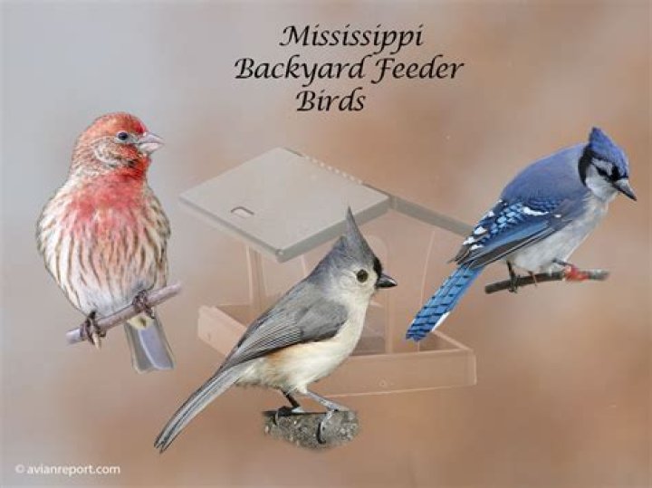 The goatsuckers are calling | Mississippi State University Extension Service