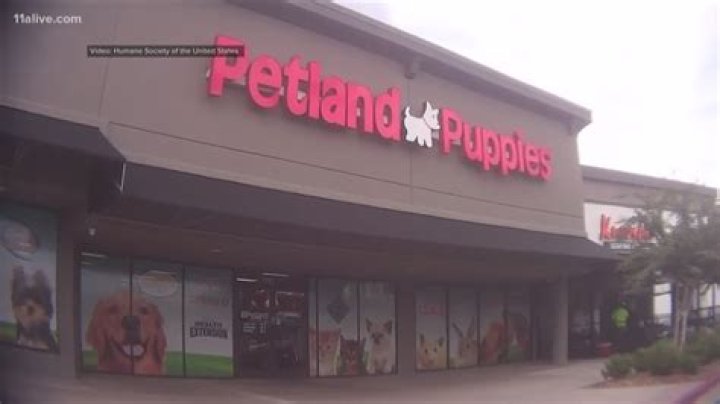 Thousands of dollars worth of puppies stolen from Petland in Kennesaw