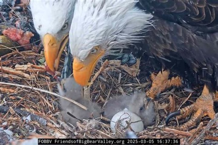 WATCH LIVE: 'Eagle cam' streaming SW Florida bald eagle births