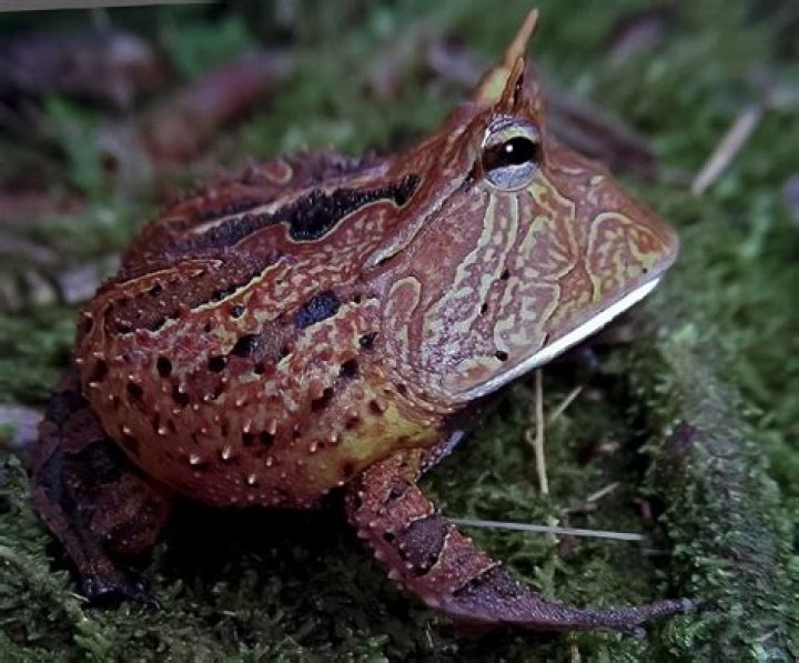 What's a horned frog? Explaining TCU's mascot... which actually isn't a frog