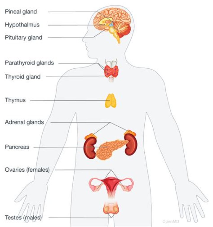 What is the Endocrine System