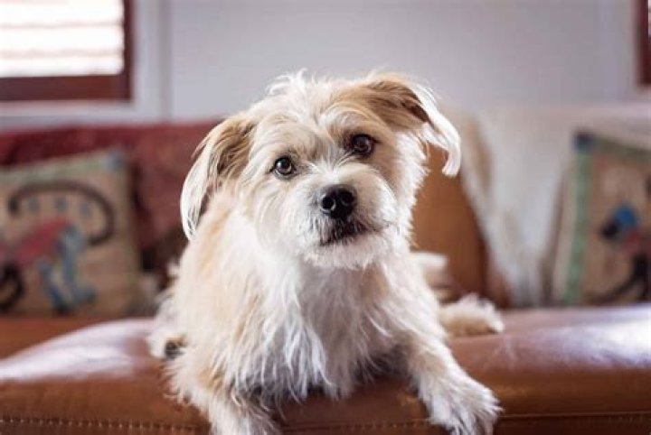 What Kind of Dog is Benji?