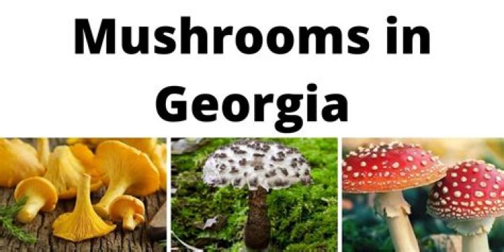 What Mushrooms Are Poisonous In Georgia