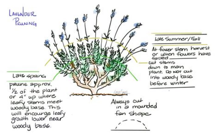 When and How to Prune Landscape Plants: Winter/Early Spring