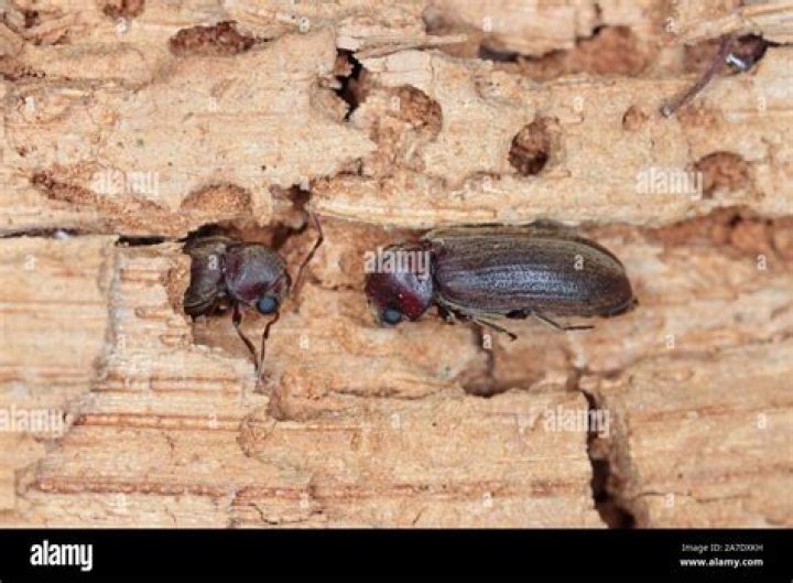 Wood Boring Beetles of Hardwood Trees